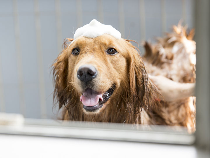 Pet Bathers