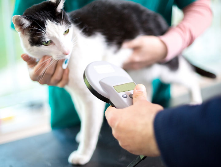 How Much Does It Cost To Microchip A Cat In Ontario