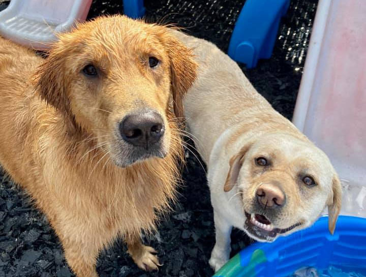 Doggie Day Care Kennels in $city